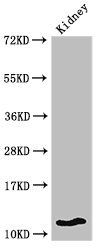 HIST1H4A (Ab-8) antibody