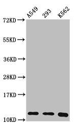 HIST1H4A (Ab-8) antibody