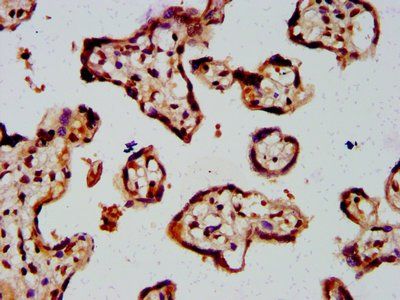 HIST1H4A (Ab-8) Antibody