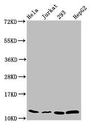 HIST1H4A (Ab-8) antibody