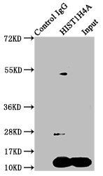 HIST1H4A (Ab-8) antibody