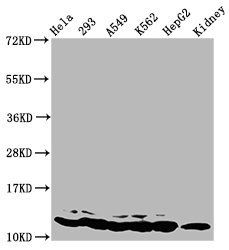 HIST1H4A (Ab-8) antibody