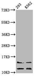 HIST1H4A (Ab-8) antibody