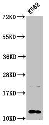 HIST1H4A (Ab-8) antibody