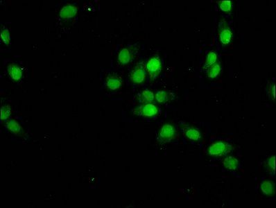 HIST1H4A Antibody