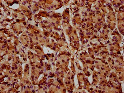 HIST1H4A Antibody