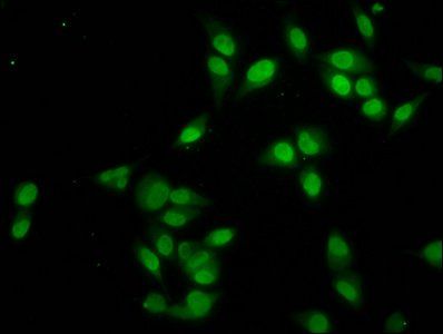 HIST1H4A Antibody