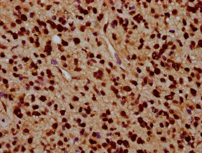 HIST1H4A Antibody