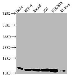 HIST1H4A (Ab-91) antibody