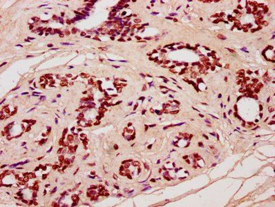 HIST1H4A Antibody