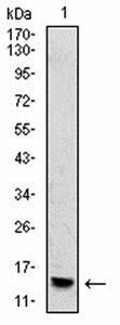 HIST2H4A(20Me) Antibody