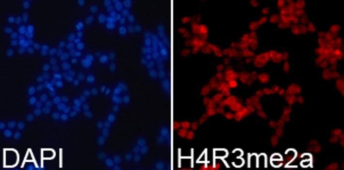 Asymmetric DiMethyl-Histone H4-R3 antibody