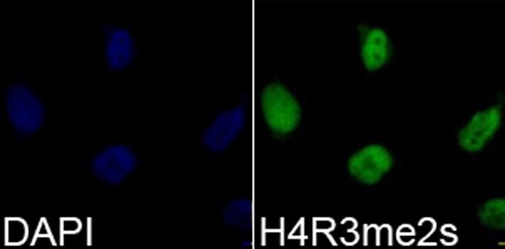 Symmetric DiMethyl-Histone H4-R3 antibody