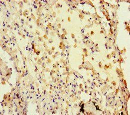 HIST3H3 Antibody