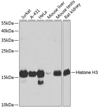 HIST3H3 antibody