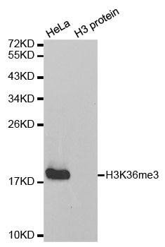 TriMethyl-Histone H3-K36 antibody