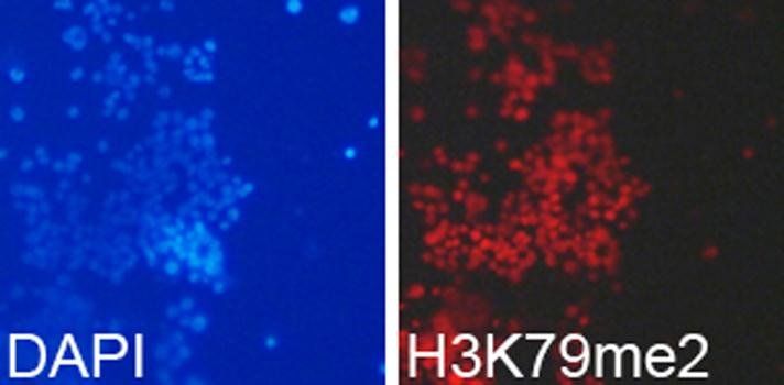 DiMethyl-Histone H3-K79 antibody