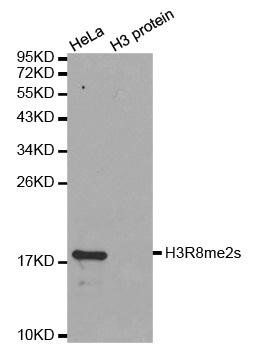 Symmetric DiMethyl-Histone H3-R8 antibody