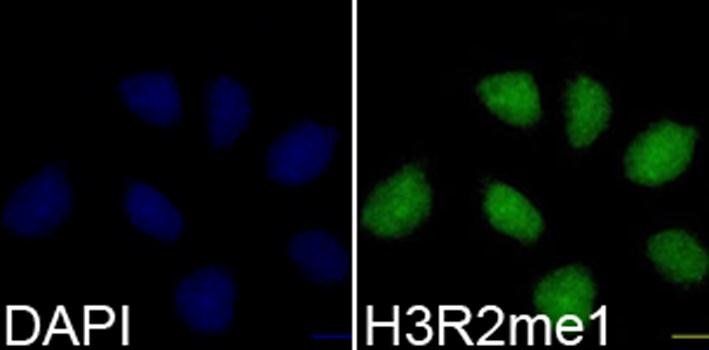 MonoMethyl-Histone H3-R2 antibody