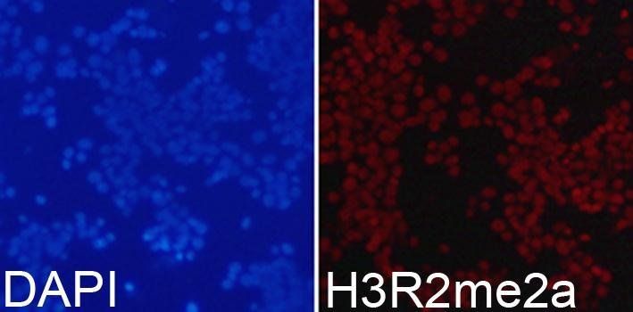 H3R2me2a antibody