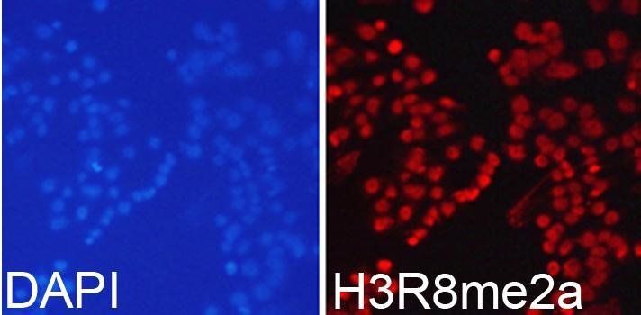 Asymmetric DiMethyl-Histone H3-R8 antibody