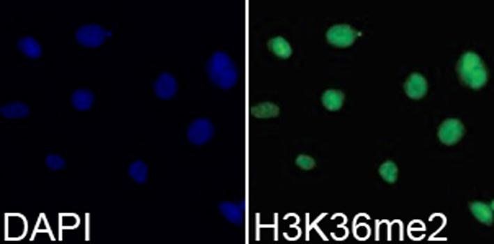 DiMethyl-Histone H3-K36 antibody