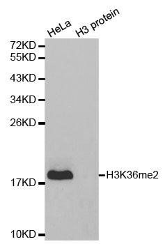 DiMethyl-Histone H3-K36 antibody