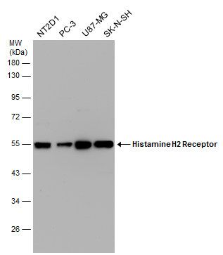 Histamine H2 Receptor antibody