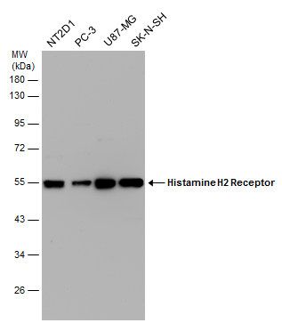 Histamine H2 Receptor antibody [N1], N-term