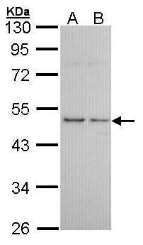 histamine receptor H3 Antibody