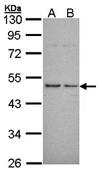 Histamine H3 Receptor Rabbit Polyclonal Antibody