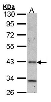 Histamine H4 Receptor antibody