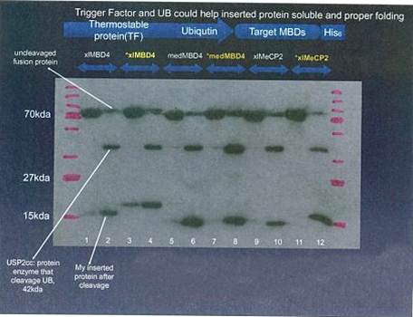 6X His tag Monoclonal Antibody