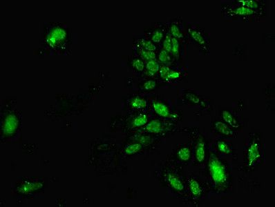 HDAC3 Antibody