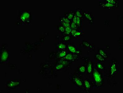 Histone deacetylase 3 antibody