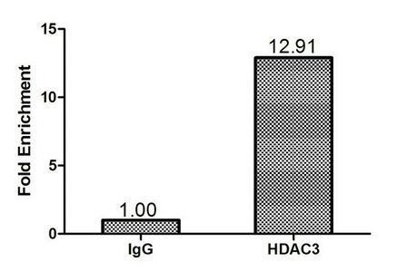 HDAC3 Antibody