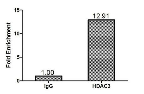 Histone deacetylase 3 antibody