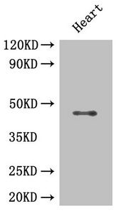 HDAC3 Antibody