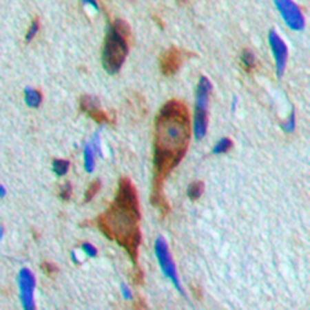 Histone Deacetylase 6 (phospho-S22) antibody