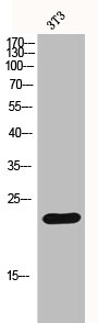 Histone H1 antibody