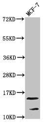 HIST1H2AG Antibody