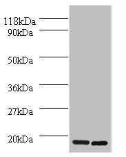 Histone H2A.J antibody
