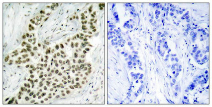 Histone H2A.X (Ab-139) Antibody