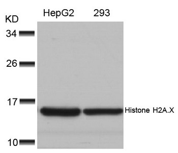 Histone H2A.X (Ab-139) Antibody