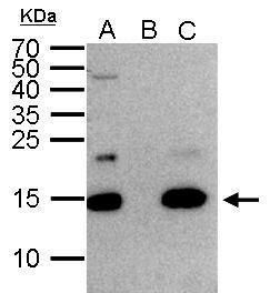 H2A histone family member Z Antibody