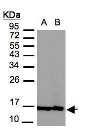 H2A histone family member Z Antibody