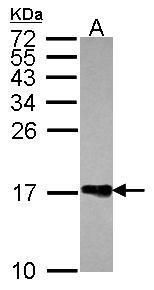 H2A histone family member Z Antibody