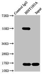 Histone H3 (Ab-128) antibody