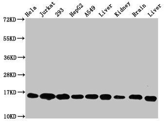 Histone H3 (Ab-128) antibody