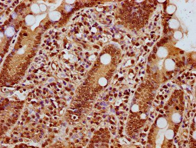 HIST1H3A (Ab-42) Antibody